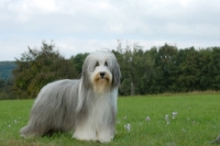 Picture of Bearded Collie in show coat