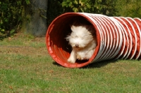 Picture of Bearded Collie in tunnel