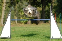 Picture of Bearded Collie jumping at trial