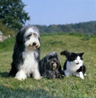 Picture of bearded collie, lhasa apso with cat walking off