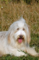 Picture of Bearded Collie lying down on grass