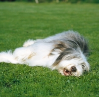 Picture of bearded collie lying down