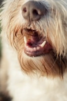 Picture of Bearded Collie mouth close up