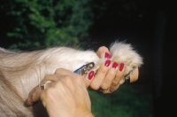 Picture of bearded collie, nail clipping