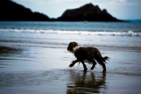 Picture of Bearded Collie on the beach