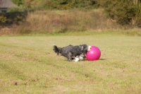 Picture of Bearded Collie playing in field