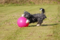 Picture of Bearded Collie playing with big ball