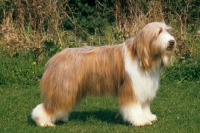 Picture of Bearded Collie posed