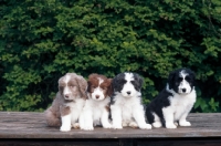 Picture of bearded collie puppies at 7 weeks in all colours