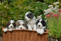Picture of Bearded Collie puppies in basket