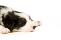Picture of Bearded Collie puppy asleep on a white background