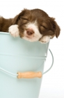 Picture of bearded collie puppy in a bucket 