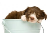 Picture of bearded collie puppy in a bucket on a white background