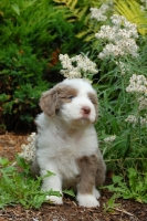 Picture of Bearded Collie puppy in garden