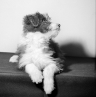 Picture of bearded collie puppy lying down, willison's barrapol at 3 months 