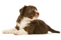Picture of bearded collie puppy lying on white background