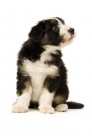 Picture of bearded collie puppy sitting