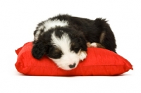 Picture of bearded collie puppy sleeping on pillow