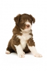 Picture of bearded collie puppy winking