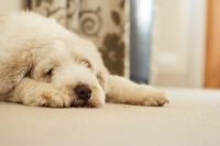 Picture of Bearded Collie resting in home