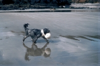 Picture of Bearded Collie retrieving ball at the beach