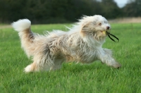 Picture of Bearded Collie retrieving