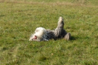 Picture of Bearded Collie rolling around