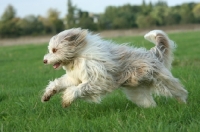 Picture of Bearded Collie running in field