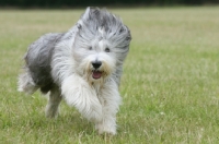 Picture of Bearded Collie running on grass