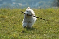 Picture of Bearded Collie running with stick