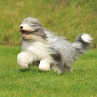 Picture of Bearded Collie running