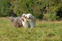 Picture of Bearded Collie sharing a stick