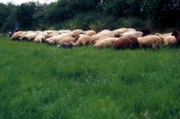 Picture of bearded collie shepherding