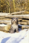 Picture of Bearded Collie sitting in snow