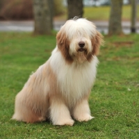 Picture of Bearded Collie sitting on grass