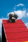 Picture of Bearded Collie taking the A-frame for Agility