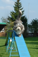 Picture of Bearded Collie walking at trial course