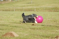 Picture of Bearded Collie with ball in field