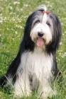 Picture of Bearded Collie with bow in hair