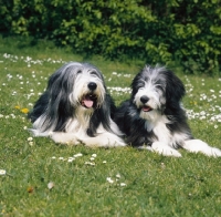 Picture of bearded collie with puppy