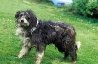 Picture of Bearded Collie, working type