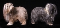 Picture of Bearded collies before grooming