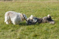 Picture of Bearded Collies playing with stick