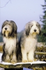 Picture of Bearded Collies