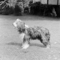 Picture of bearded collie