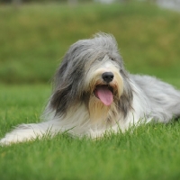 Picture of Bearded Collie