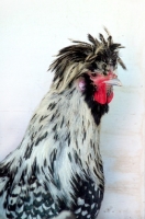 Picture of Bearded Poland hen (aka Nederlandse Baardkuifhoen)