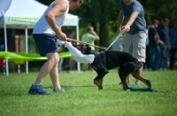 Picture of Beauceron attack training