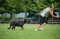 Picture of Beauceron attacking dummy