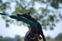 Picture of Beauceron attacking dummy